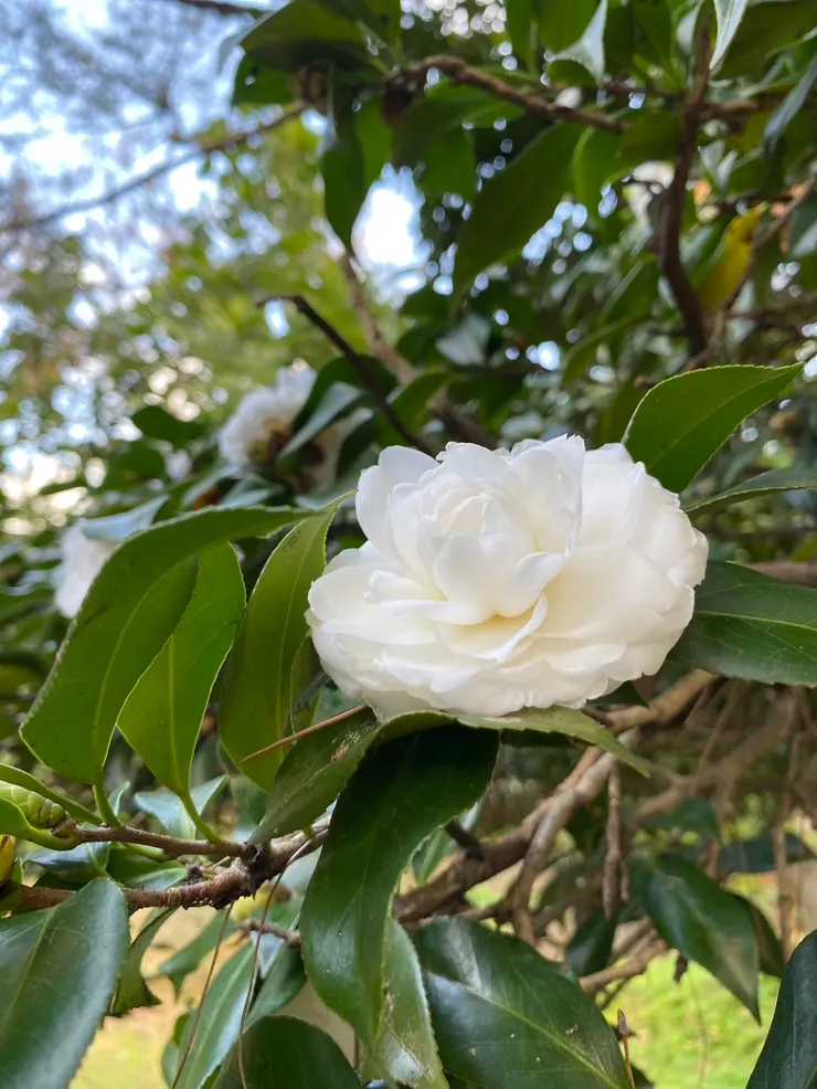 殷海光故居盛開的茶花