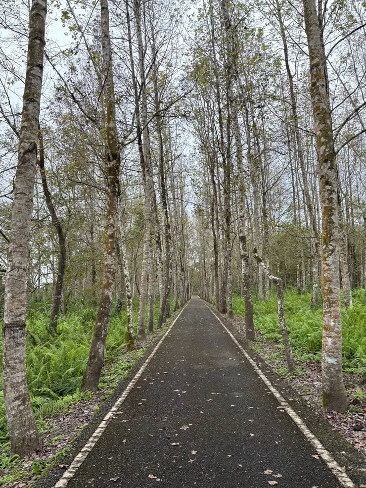 大農大富平地森林公園寂寞的步道