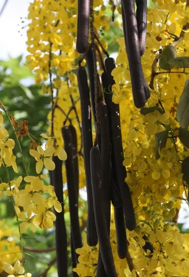 阿勃勒嬌嫩的黃金花蕊卻結出一樹粗壯的黑色臘腸果，總引人好奇探索的興味