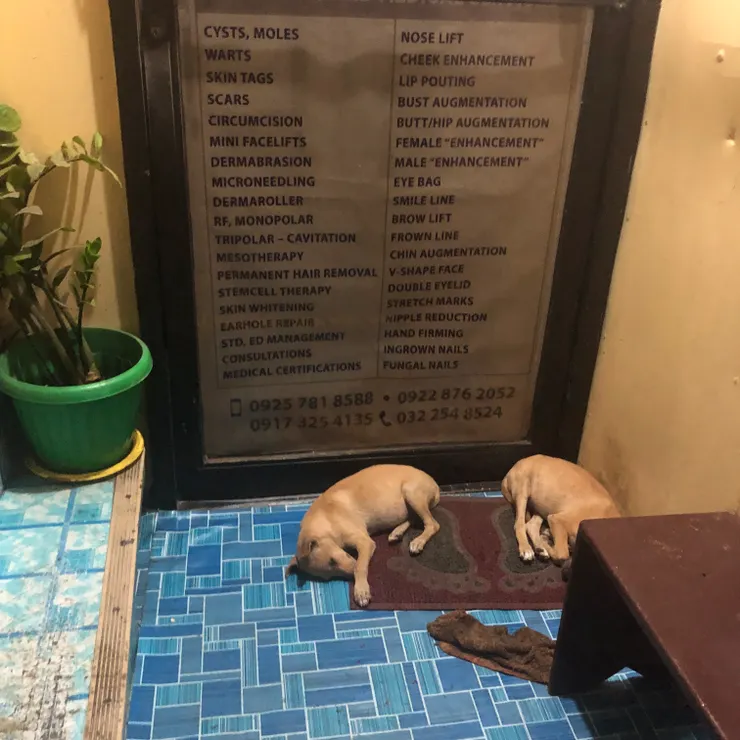 昨天吃完韓式燒烤回去看到的兩隻小狗狗(在屋簷下躲雨)