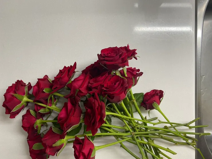 2024.08.10 收到的玫瑰花（圖文不符，只是覺得很美分享出來）