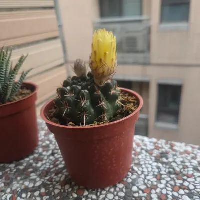 三寶媽的崩潰世界