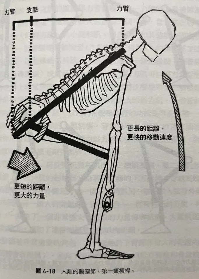 來源: 肌力訓練聖經