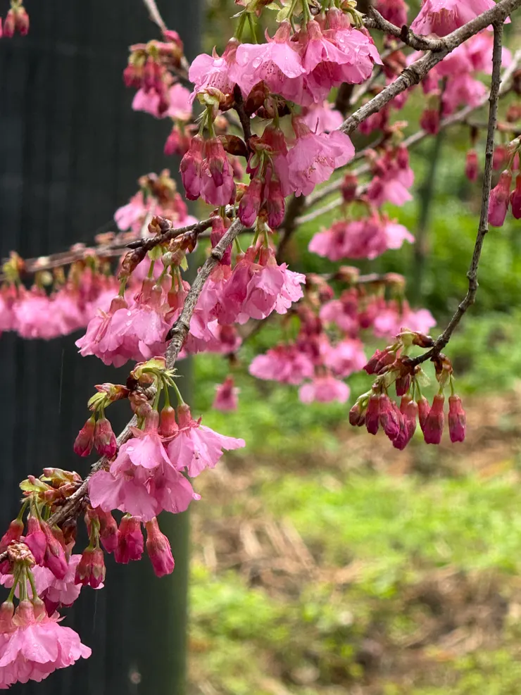 2026/02/01 有蜜蜂的櫻花