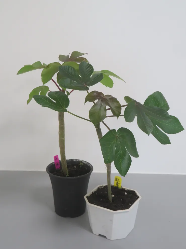 中山社大113.05.16