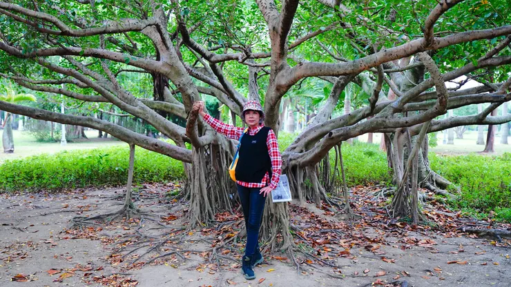 樹幹開展的形狀美美的，樹幹表面油油亮亮的。