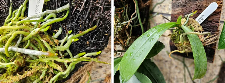 圖四、澆過水的蘭花，氣根會從原本乾燥時的銀色轉變成潮濕時的綠色。