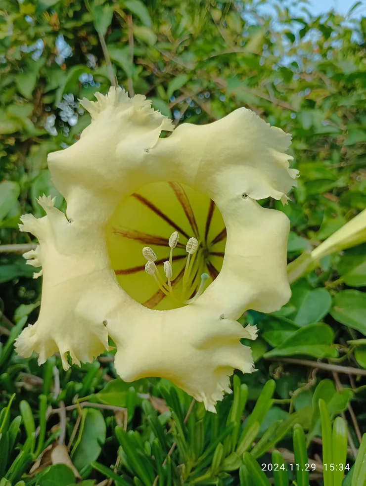 大花金杯藤，自拍攝