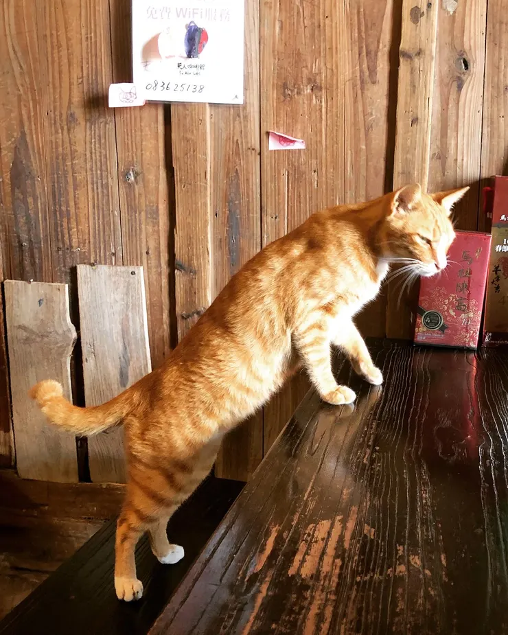 貓：「我也想吃！」