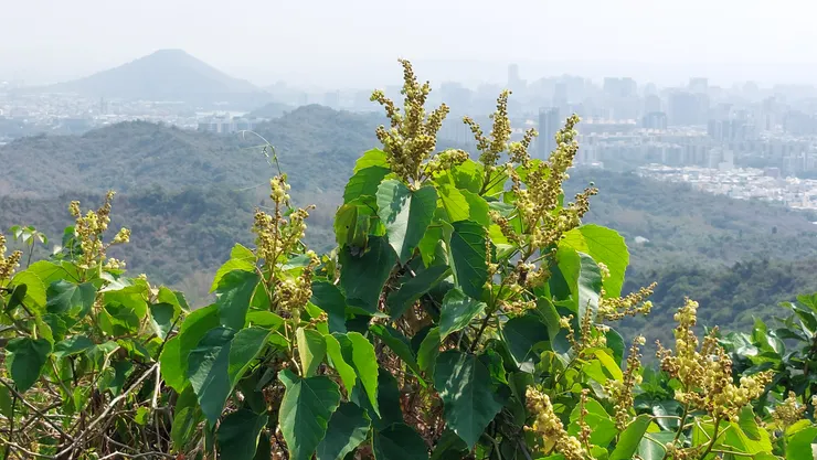 於鳥瞰高雄觀景台,拍到蟲屎開花