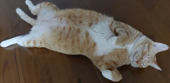 每天早上，餐桌上都會多一道菜～貓肉😂