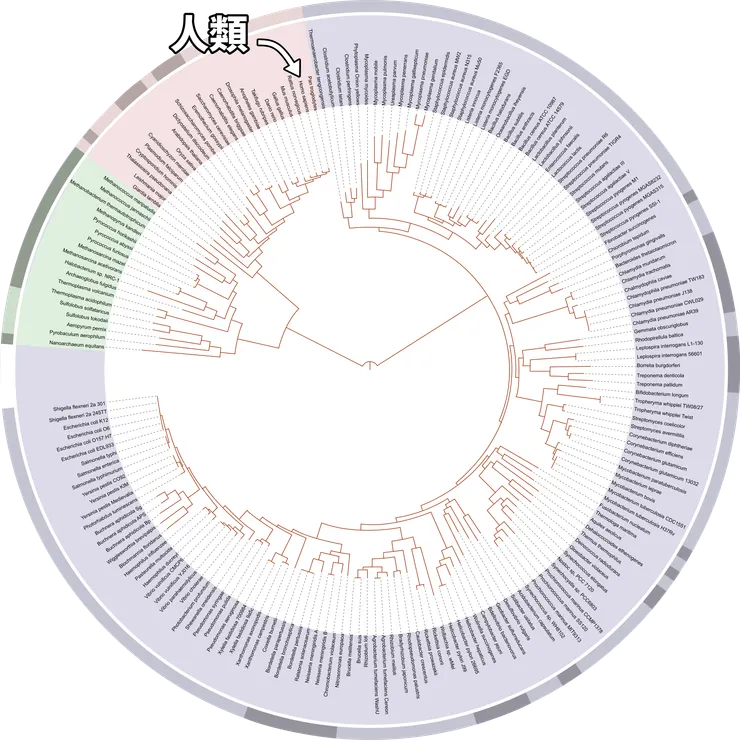 基於完全測序的基因組自動生成的生命樹