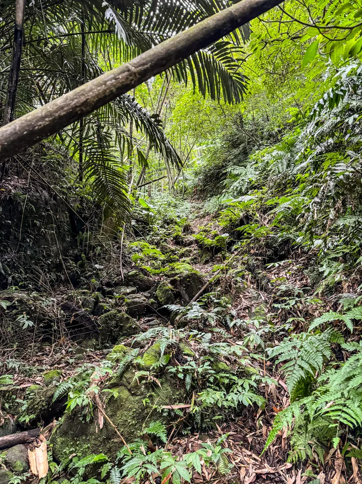 進入金平山西峰的路徑