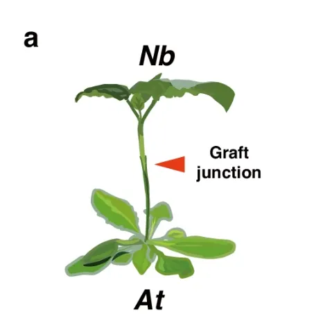 煙草-阿拉伯芥嫁接。圖片取自Nature Communications