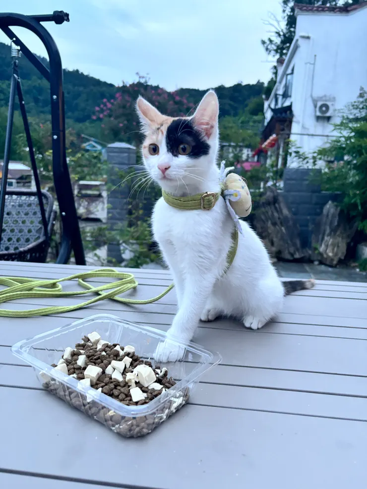 住宿可愛貓貓-地點:九華山凡舍(化成寺店)