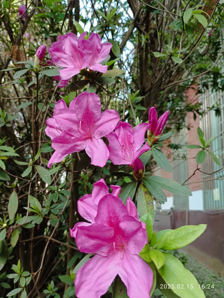 溪北國小的杜鵑花，自拍攝