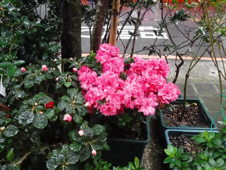 花圃，正片模式