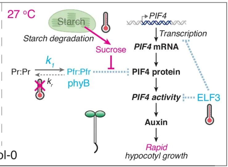 植物感熱生長的詳細機制。圖片擷取自期刊。