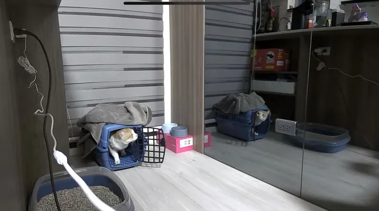 阿吉很快地就探出頭來觀察新家