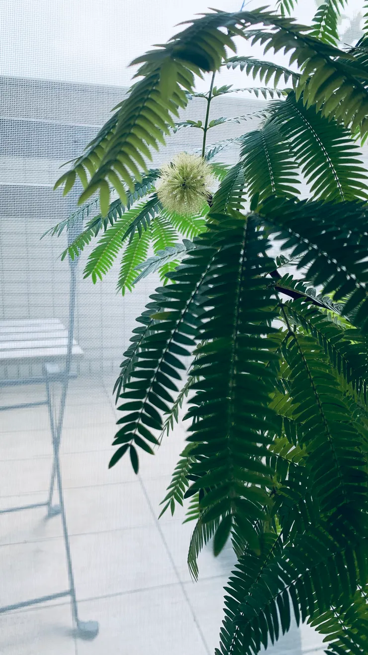 最後變成這樣澎澎的花