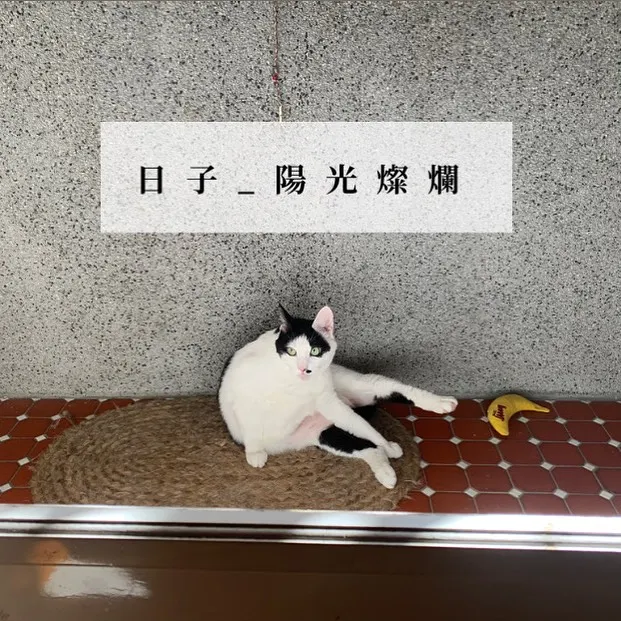 陽台上的貓_她總能提點人生中的困惑 關於愛 與毛茸茸的ㄧ些療癒 。