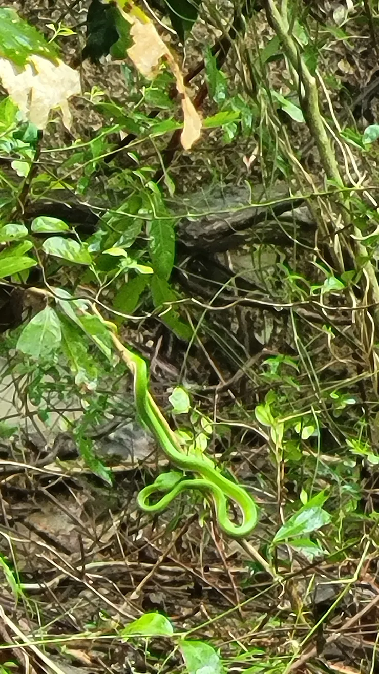 山巒常常出現青竹絲要小心翼翼