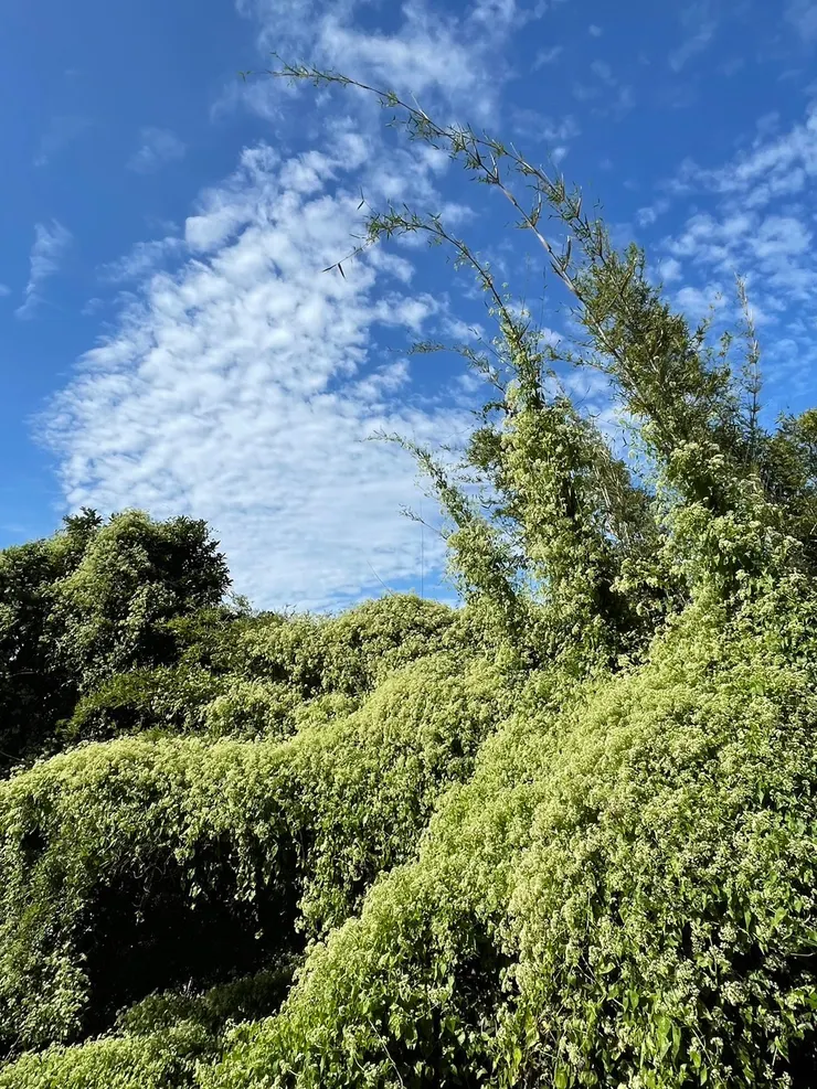 美麗與哀愁~小花蔓澤蘭（外來種）的數大美麗會嚴重影響物種多樣性的維持與穩定，它被稱為「綠癌」