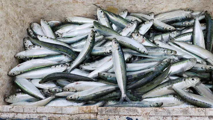 ▲單一大量的漁獲應與季節性有關但也引起團員對永續漁業的關注。