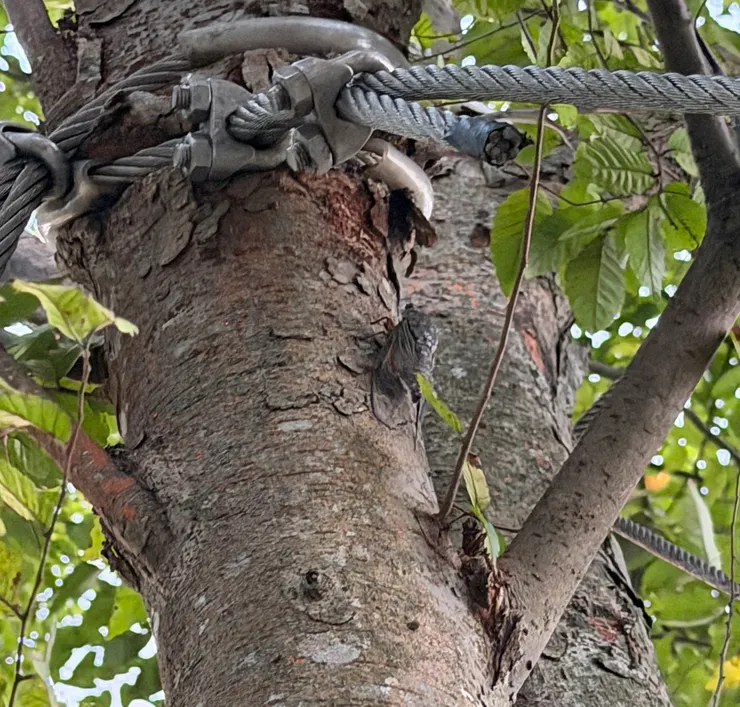前天下班途中拍到正在樹上震動腹部大聲鳴叫的蟬，頭一次看到實況非常驚喜(๑°ㅁ°๑)すげー