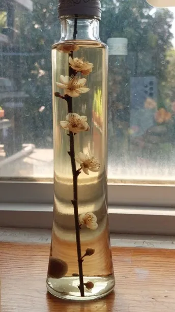 梅花酒，謝謝暉慈學姊相贈。