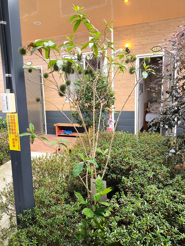 黃蟬為夾竹桃科,全株有毒