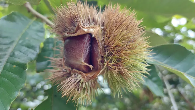 成熟的栗子迸裂，露出圓潤的果實