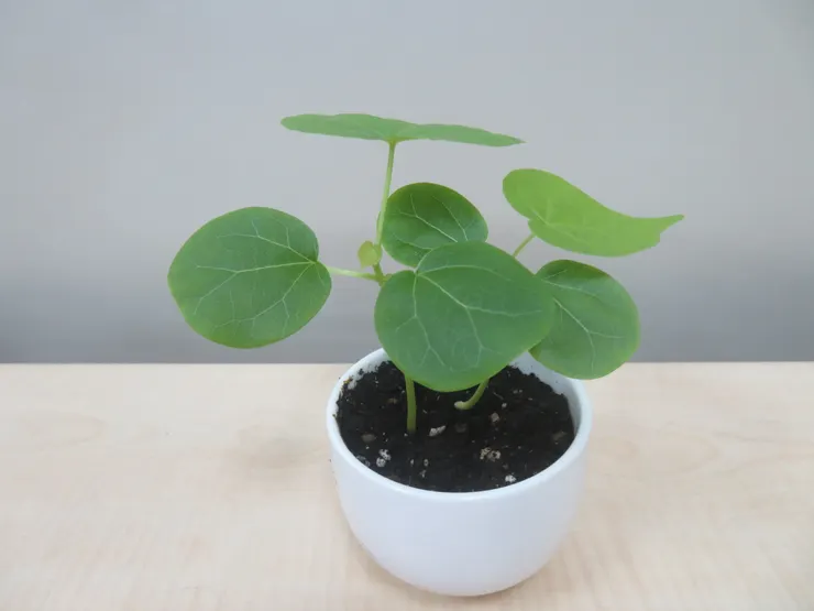 新莊農會113.04.22