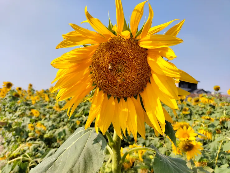 2隻蜜蜂超忙祿的啊~XD