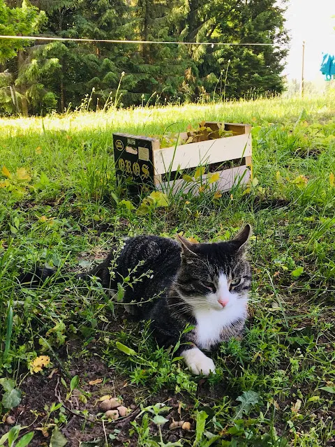 有著高貴氣質般的~高冷的貓