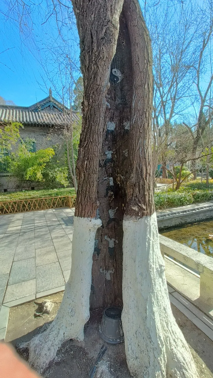 大明湖的樹中藏有太極拳譜