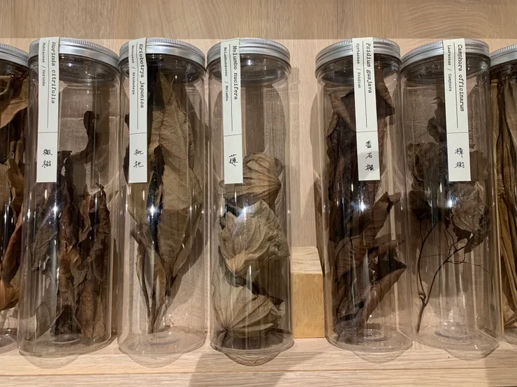 天然色素萃取使用的原生植物