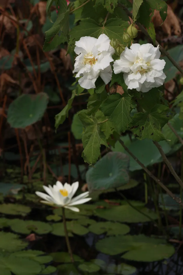 性喜水濱的木芙蓉，有「照水芙蓉」、又有「秋江主人」的稱號