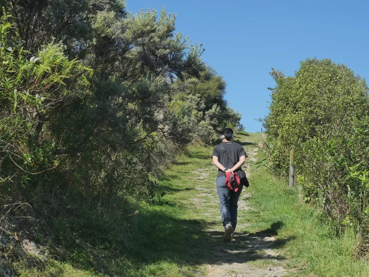 穿越森林後沿著草原步行上稜線，可眺望遠方的Kapiti島。