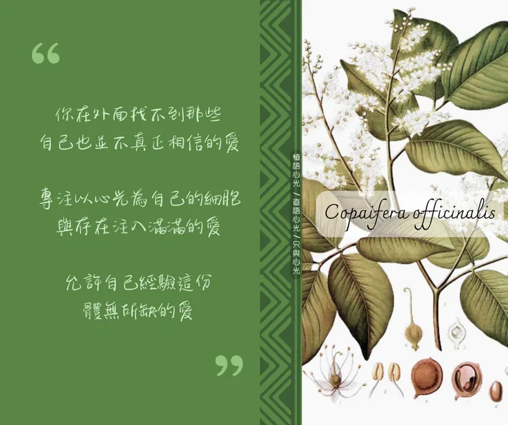 右方古巴香脂圖片取自維基百科