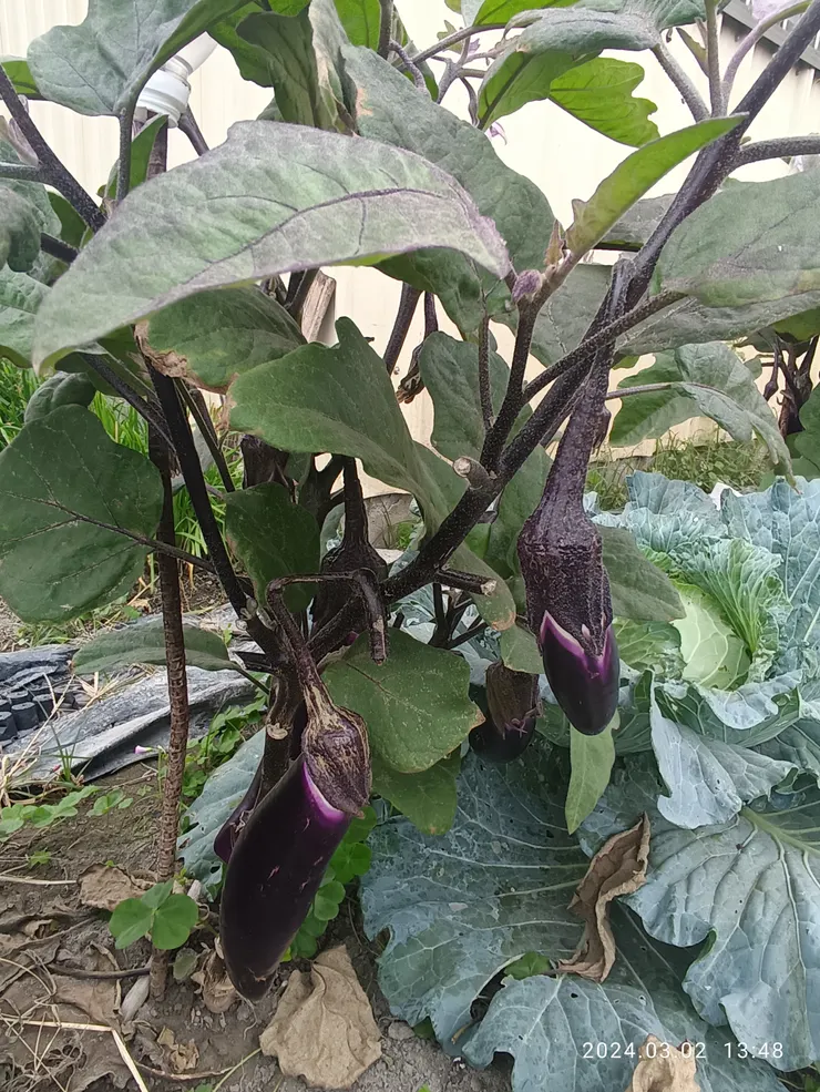 茄子，均拍於曲幽徑處