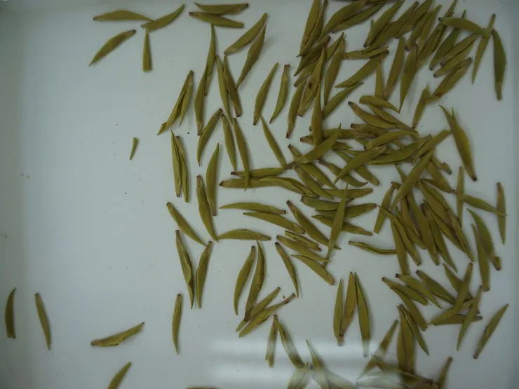 茶葉葉底(優質綠茶葉底,全部為大小均一的茶芽。)