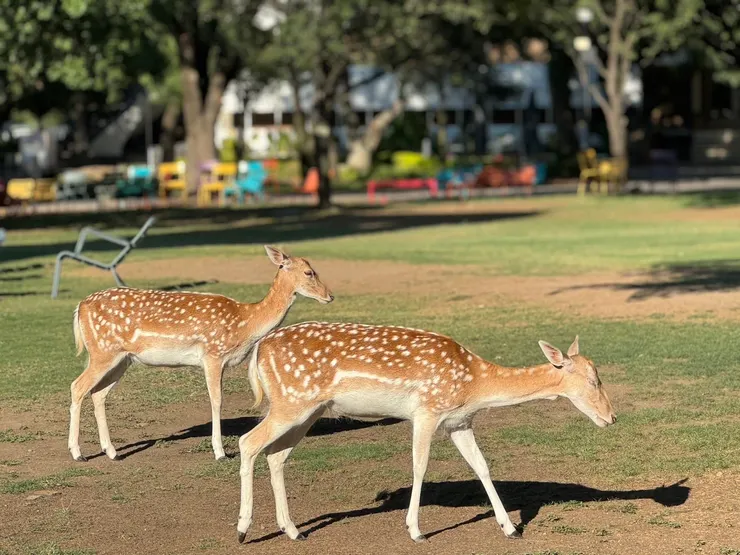 校園裡乾淨漂亮的鹿