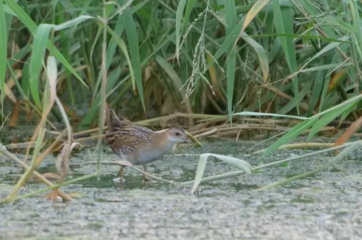 身上的白色花紋像是藝術品的點綴