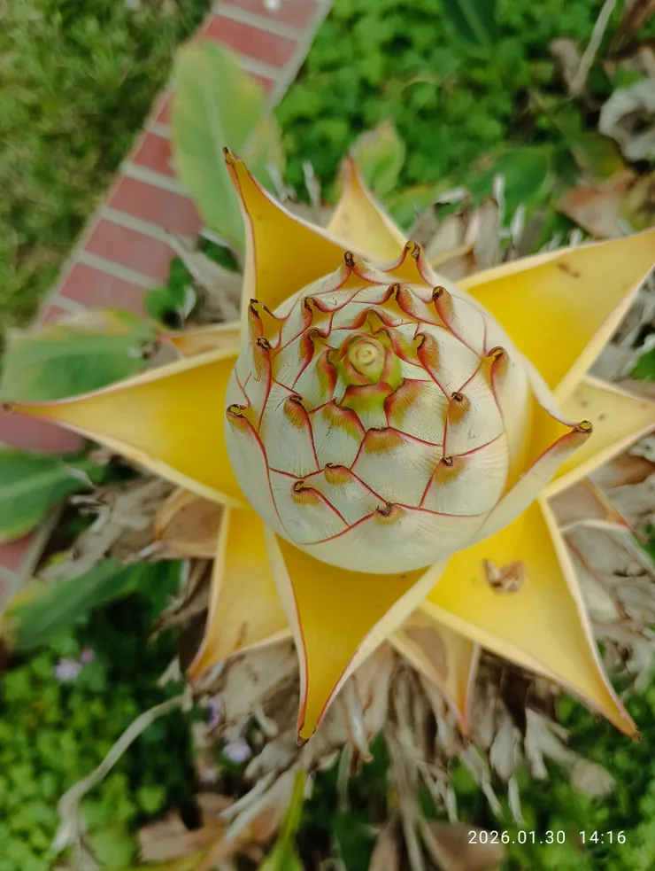 地湧金蓮花寫意