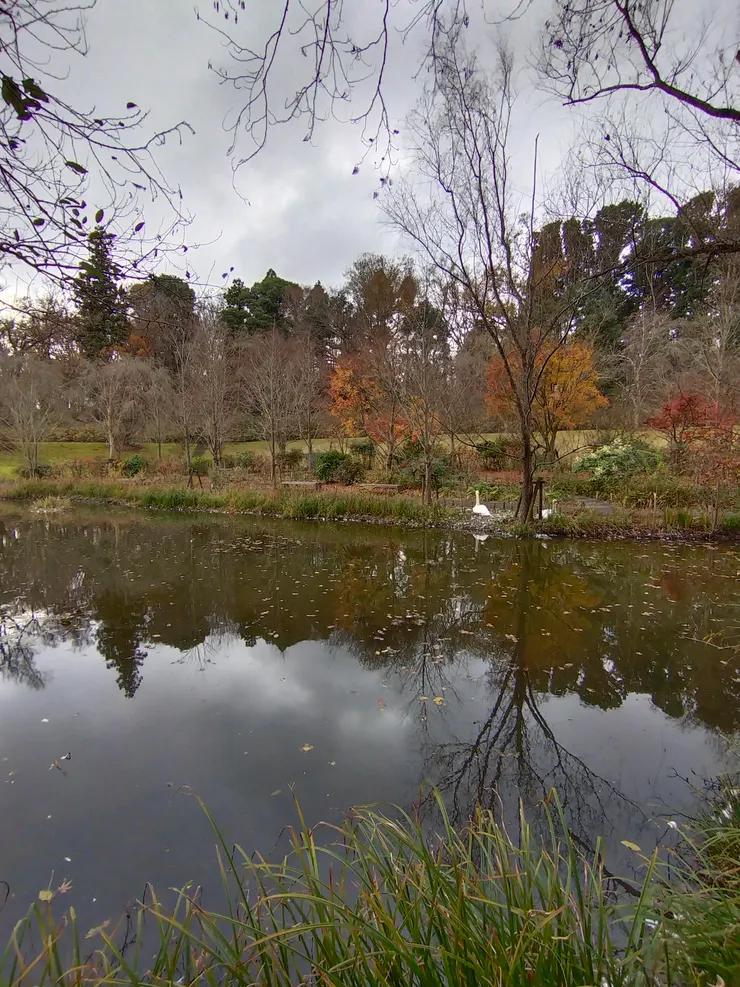 這裡也看得到天鵝
