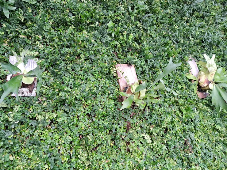 鹿角蕨安然無恙