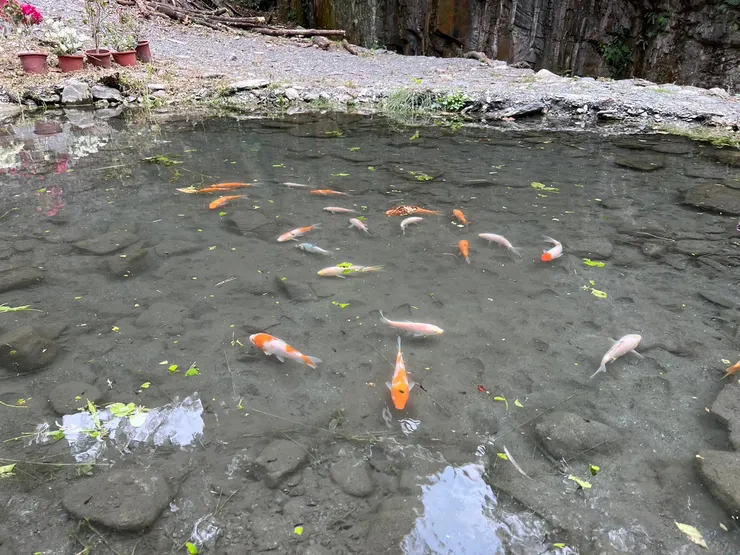 休息區旁的魚池