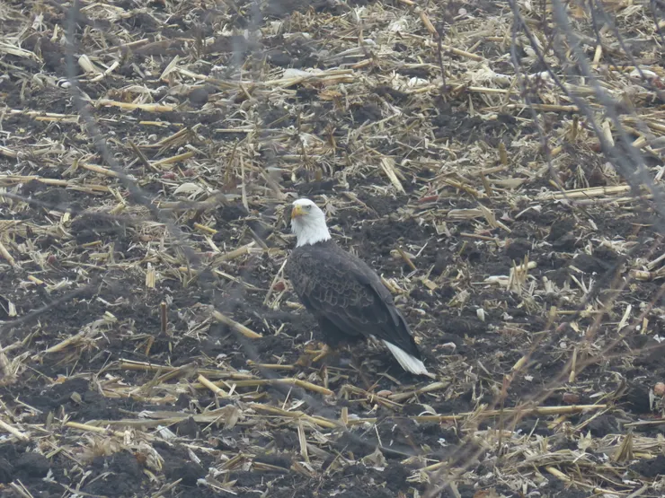 開腸剖肚中的老鷹