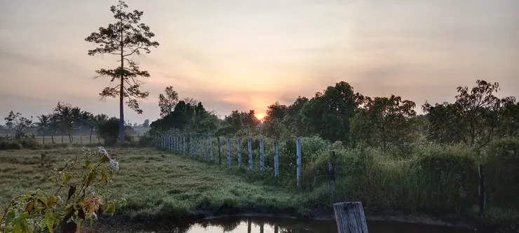 这是我在柬埔寨用手机拍的乡村的早晨